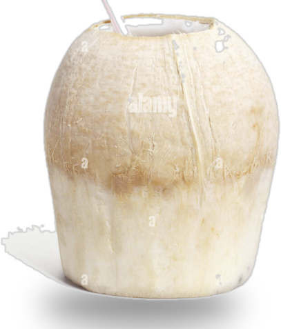 Large Sigfruit coconut